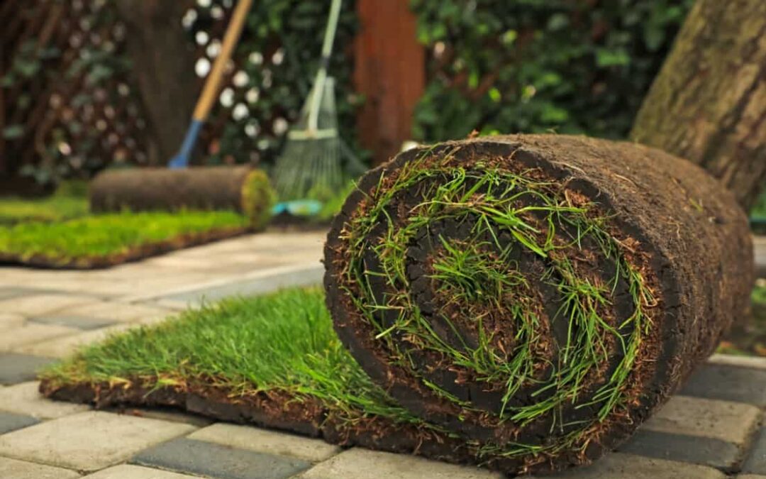 Facts You Need to Know about Sod Installation