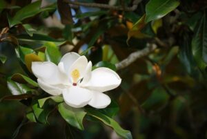 Flowers in Hammond