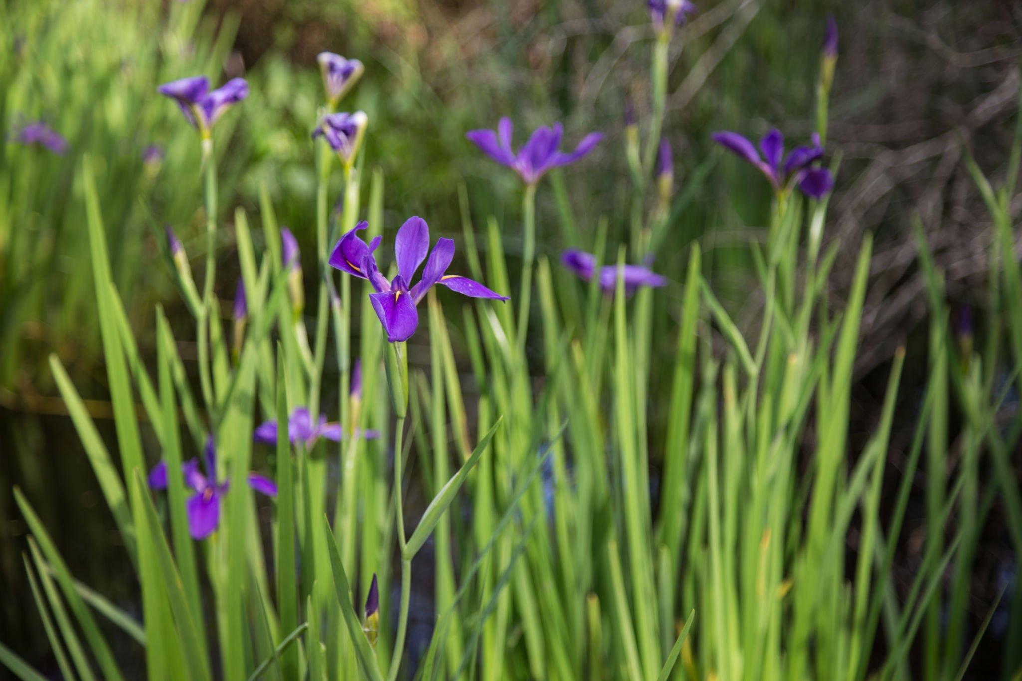 Annuals in Hammond 