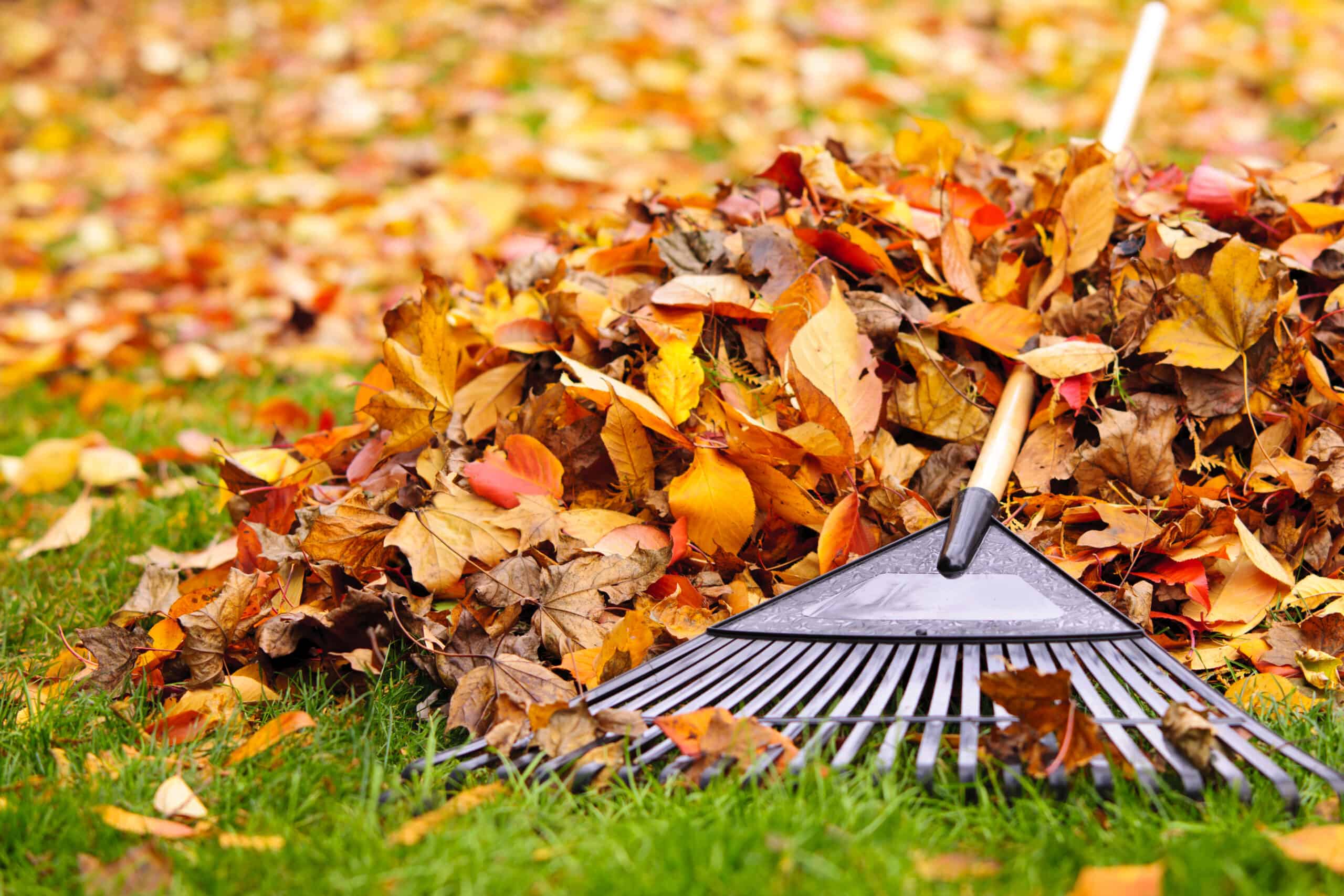 Learn what to expect, how to prepare, and maintain a clean lawn throughout the season with fall cleanups.