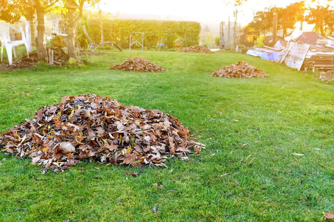 fall cleanups provide many unexpected benefits to your landscape’s health